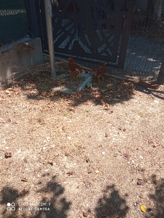 Due galline abbandonate nel parco Wojtyla: salvate e accolte in campagna